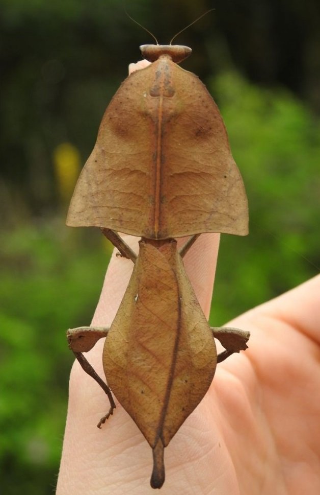 System of a Clown ($0/$50) tweet media