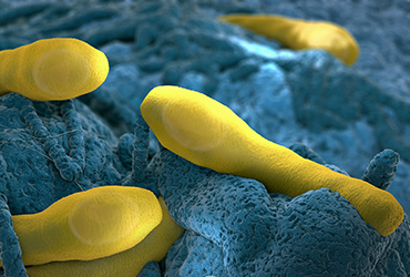 IDSE_Online's tweet image. 🦠 Foodborne illness outbreaks announced in December have sickened 131 people, according to CDC and FDA reports.
Salmonella, Listeria, E. coli—and infant botulism—are under investigation. idse.net/a/5DUBAA/t #ecoli #botulism
