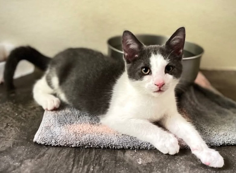 Smudge is a little ball of energy! He is a cutie pie that loves to play and would love another kitty to match his energy! Come to the refuge and meet Smudge and fall in love! He is 8 months old and fully vetted.