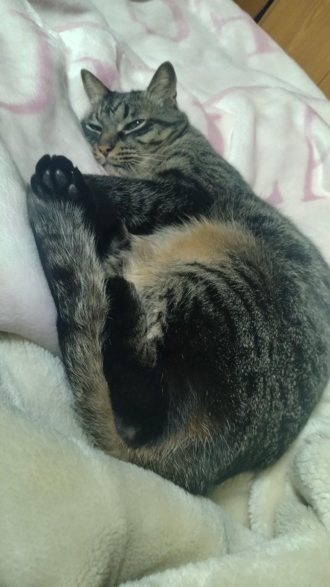 めー(にゃお)🐈 (@wader4123) / Posts / X