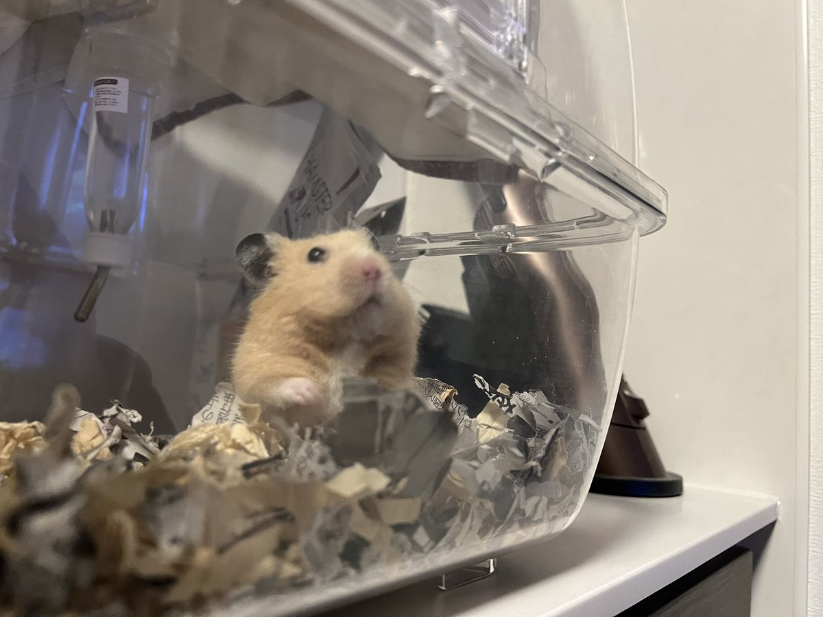 百獣の王 (@daitokaisaitama) / Posts / X