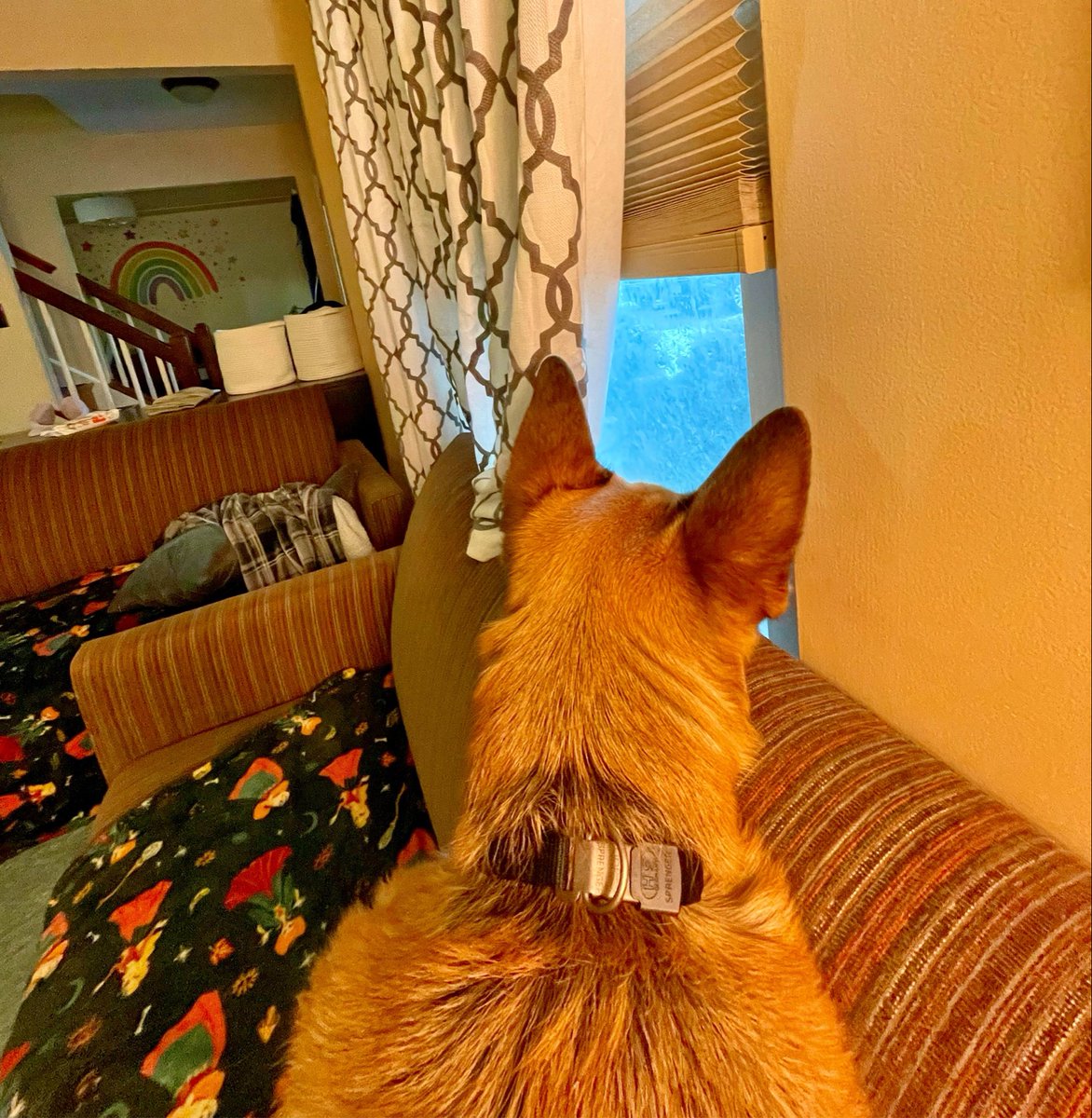 RajeevShankar's tweet image. “There are as many pillows of illusion as flakes in a snow-storm. We wake from one dream into another dream.” #njsnow #snowstorm #blizzard #gsd #gsdlove