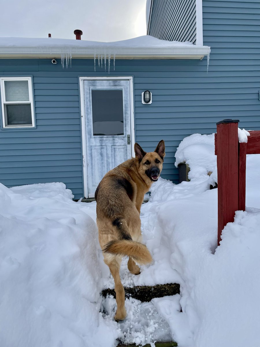 RajeevShankar's tweet image. “There are as many pillows of illusion as flakes in a snow-storm. We wake from one dream into another dream.” #njsnow #snowstorm #blizzard #gsd #gsdlove