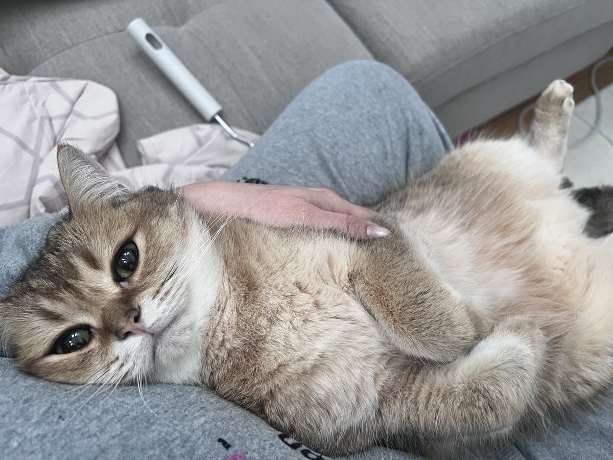 猫、一度飼ってしまうと愛おしさが日々増して行き私が産んだ気さえしてきて怖い