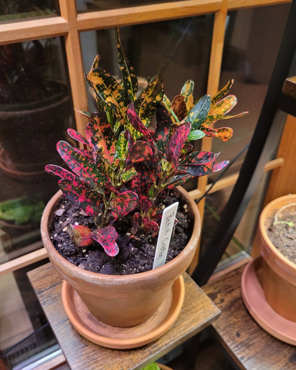 DevCroOnline's tweet photo. 🌱Plant update: Amber (Batik Croton), Ariadne + Perseus (Spider Plants), Tiffany (Juanita Fittonia), Vorb (Neon+Golden Pothos), Chock (Moon Valley Pilea).

Everyone is alive and showing effort. The wall of plant endures.

#Houseplants #PlantUpdate #IndoorGarden #PlantCommunity https://t.co/gyfH7m9KZB