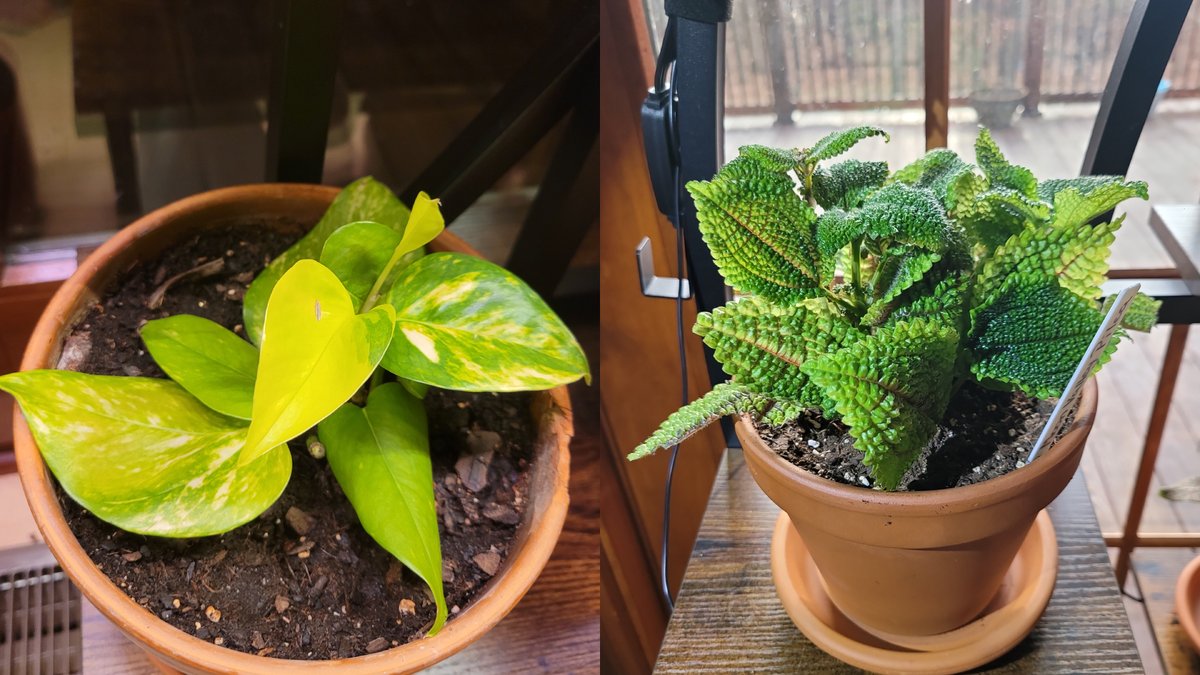 DevCroOnline's tweet photo. 🌱Plant update: Amber (Batik Croton), Ariadne + Perseus (Spider Plants), Tiffany (Juanita Fittonia), Vorb (Neon+Golden Pothos), Chock (Moon Valley Pilea).

Everyone is alive and showing effort. The wall of plant endures.

#Houseplants #PlantUpdate #IndoorGarden #PlantCommunity https://t.co/gyfH7m9KZB