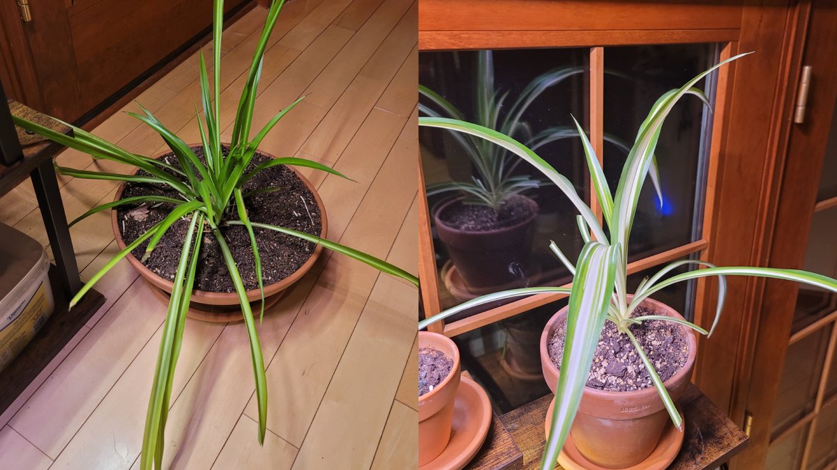 DevCroOnline's tweet photo. 🌱Plant update: Amber (Batik Croton), Ariadne + Perseus (Spider Plants), Tiffany (Juanita Fittonia), Vorb (Neon+Golden Pothos), Chock (Moon Valley Pilea).

Everyone is alive and showing effort. The wall of plant endures.

#Houseplants #PlantUpdate #IndoorGarden #PlantCommunity https://t.co/gyfH7m9KZB