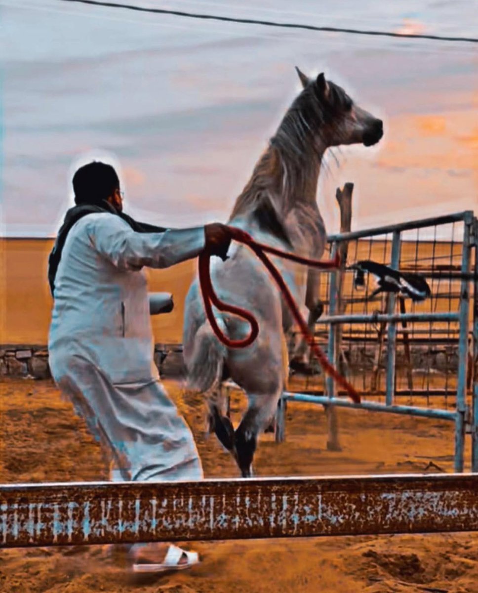 aw_555's tweet photo. في عالم الخيل، هناك متغيرات كثيرة: أناس يأتون ويذهبون، وآراء تتبدّل، وظروف تتغيّر.
لكن هناك ثابت واحد لا يتغيّر — الحصان.
تمسّك بالثابت، ودَع عنك المتغيّرات #خيل #ركوب_الخيل https://t.co/X7MkbEWLnv
