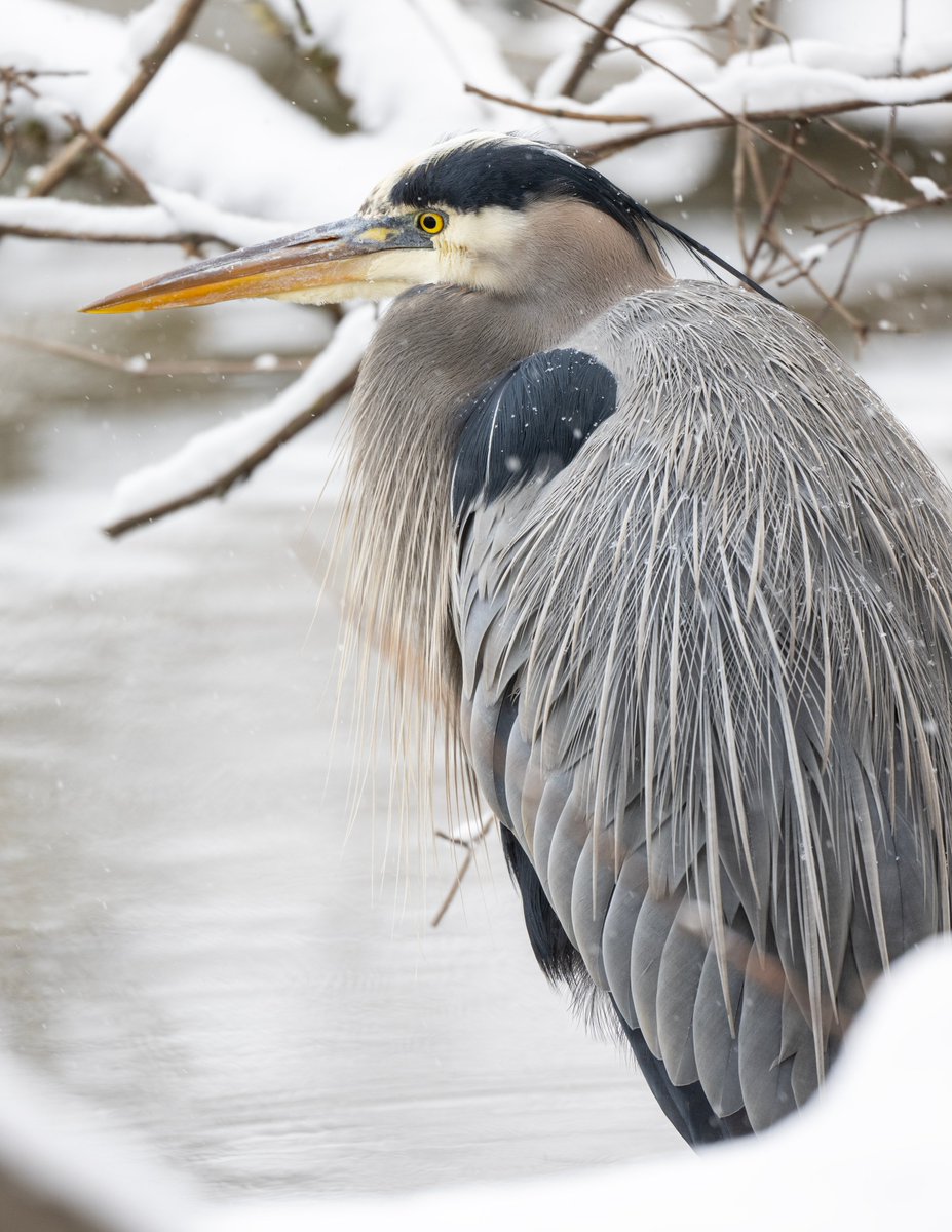 A Great Blue Heron tucked in against the snowy weather along the river's bank.