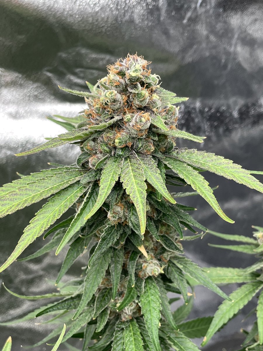 Cyberfire3000's tweet photo. P.O.W. aka Prisoner Of War #4
(Sour Diesel x SD Warheads)
Flower day 65

Sour Diesel = JayPlantSpeaker cut

SD Warheads = Apple Fritter x (Sour Diesel x Animal Cookies BX2 (Seed Junky cut)) https://t.co/46LQWXwX3E