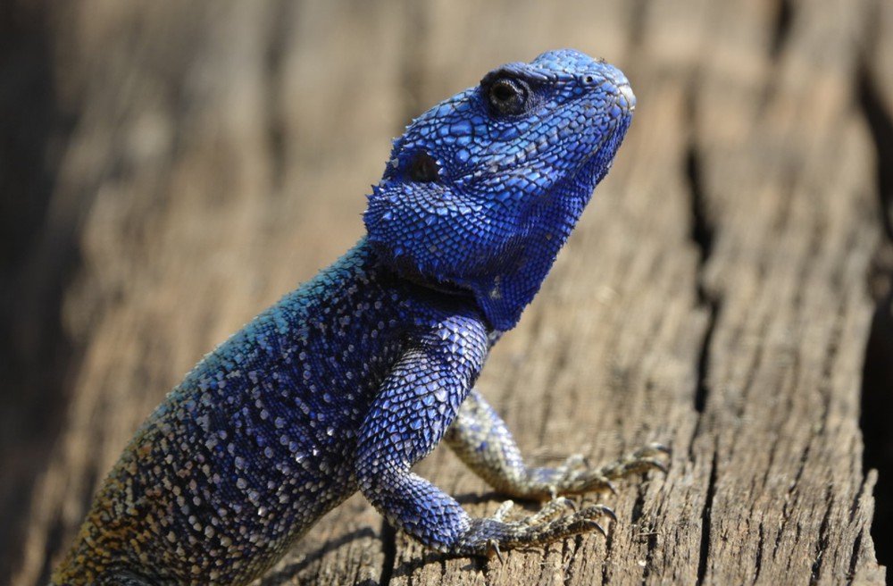 CeilingKarasu's tweet image. #missionx Like I know she is a lizard, but I can't place the species. I want to say some type of Indo-Chinese Forest Lizard or gecko