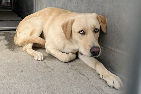 SabaMekaZeus's tweet image. 🏡FUREVER ADOPTER needed🐕

Gorgeous 2yr old #Labrador WESTON is looking for a No-Cat Furever Home with patient Breed-Experience

Adoption possible anywhere in 🇺🇸Adoption and Transport costs are Sponsored. Watch his Video and if you’re interested in Adopting WESTON please comment