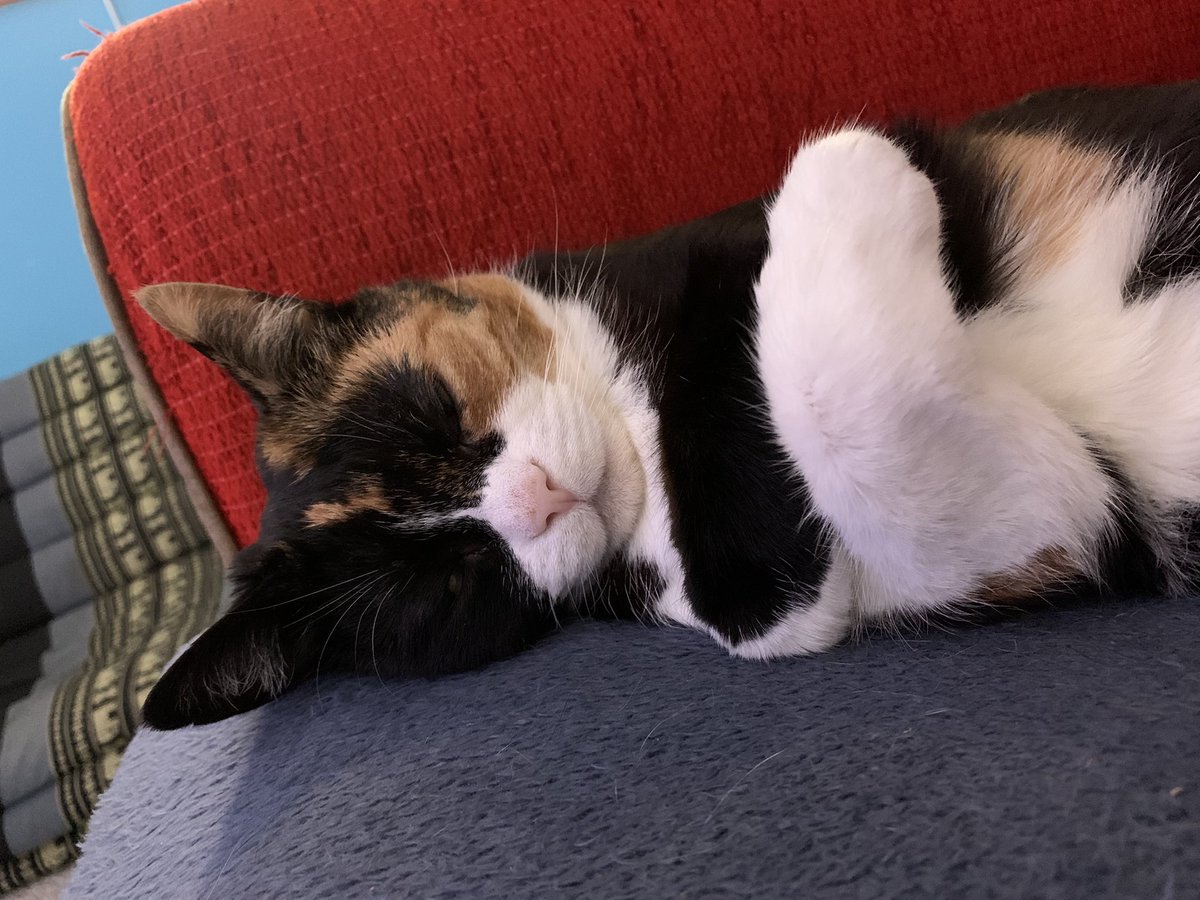 minky goblin tweet media