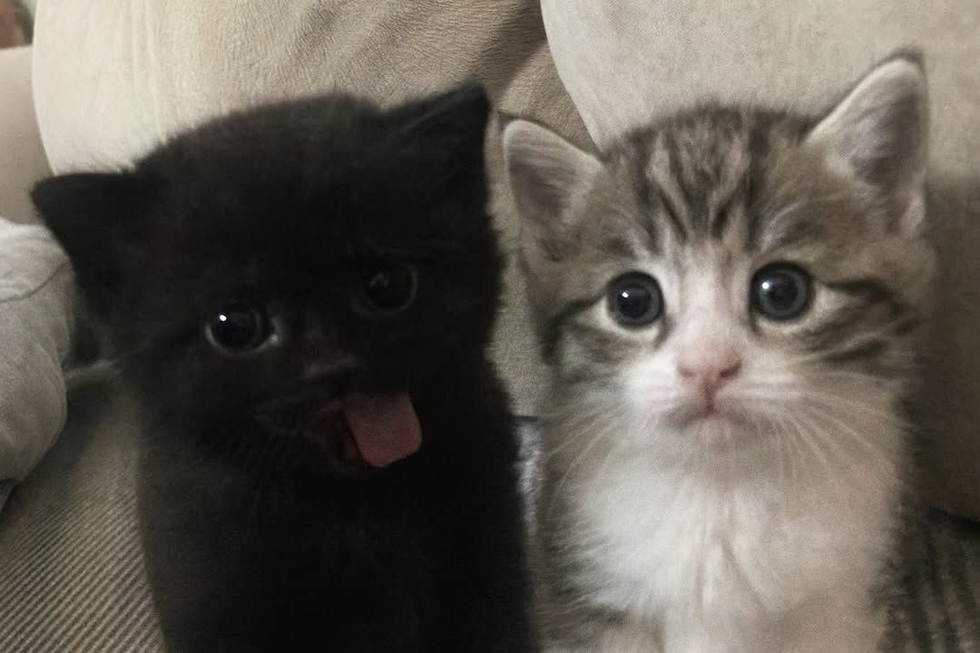 kuno (@assassinei) on Twitter photo 