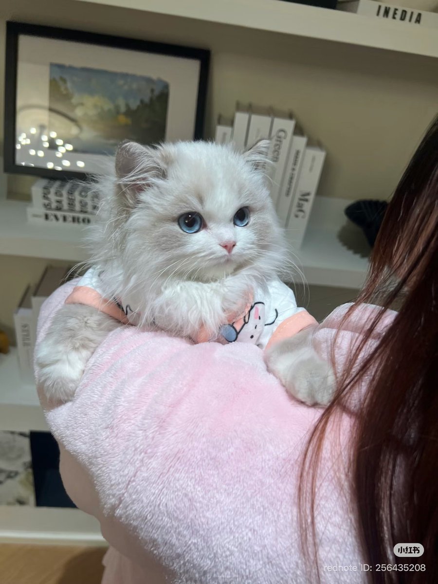 Cat 🐈 (@cutecatsmagic) on Twitter photo 