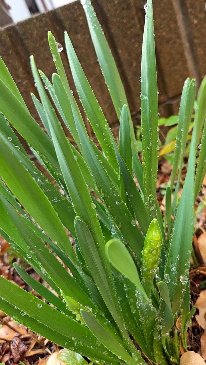 おはようございます✨ ご近所のお星さまになった奥様から前にいただい