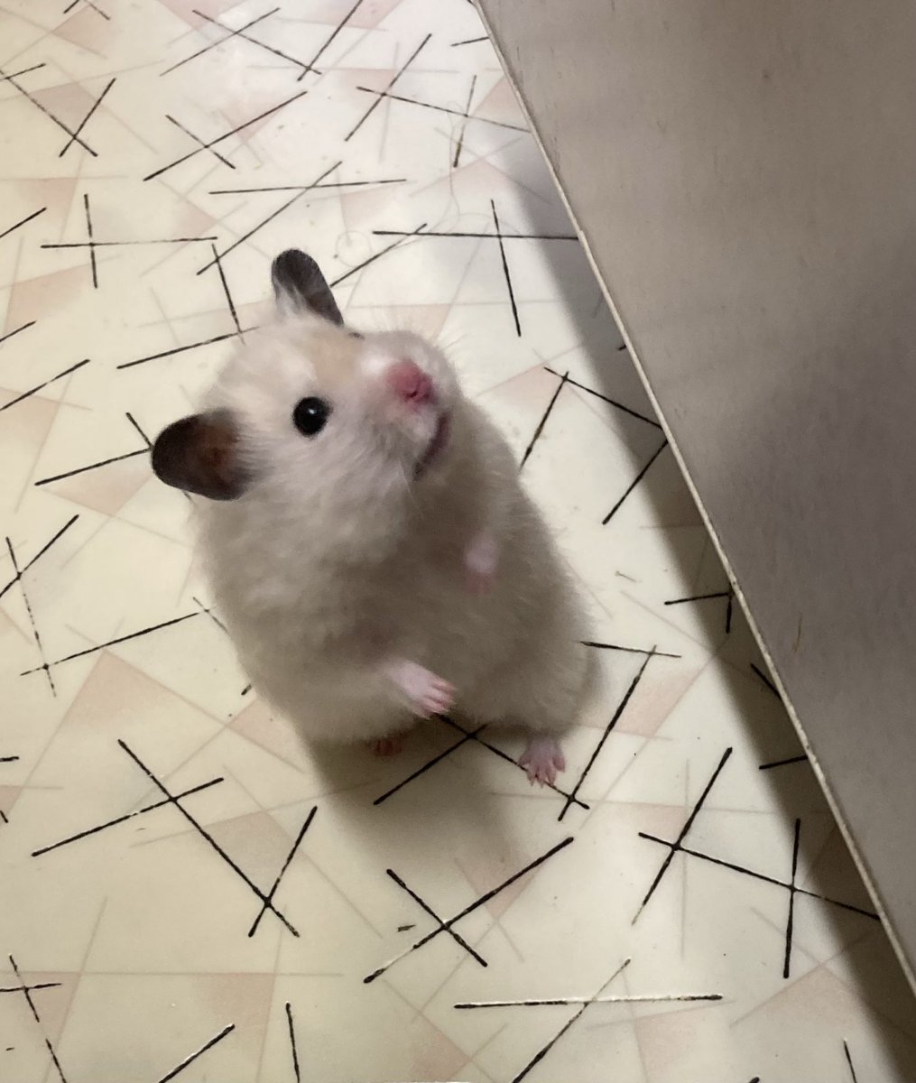 BUw0y's tweet image. #うま(マロン)

ウマはここだな👍💕

💖🌸🐠🌴🍭💪🌸💖