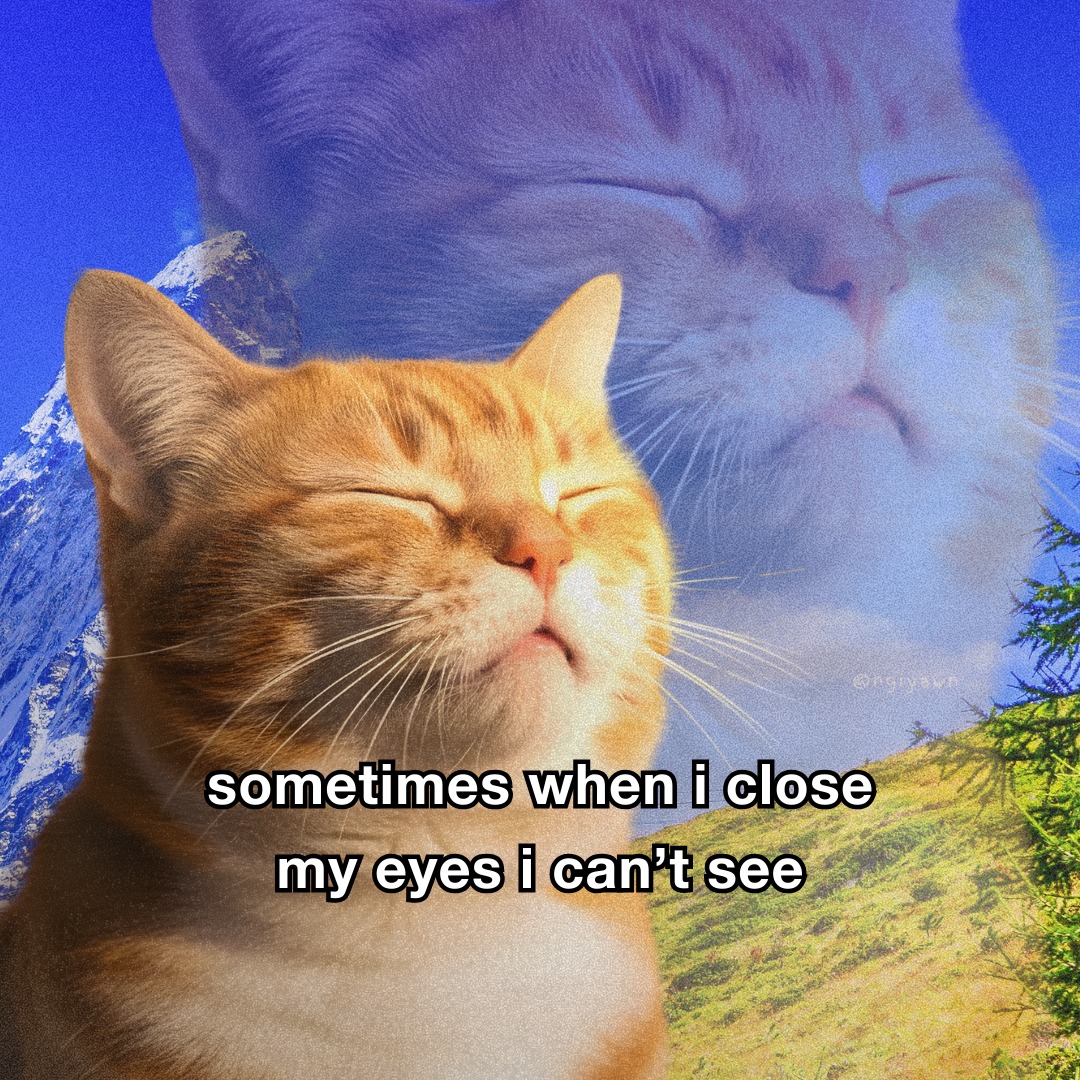 smol silly cat (@catsillyness) on Twitter photo 