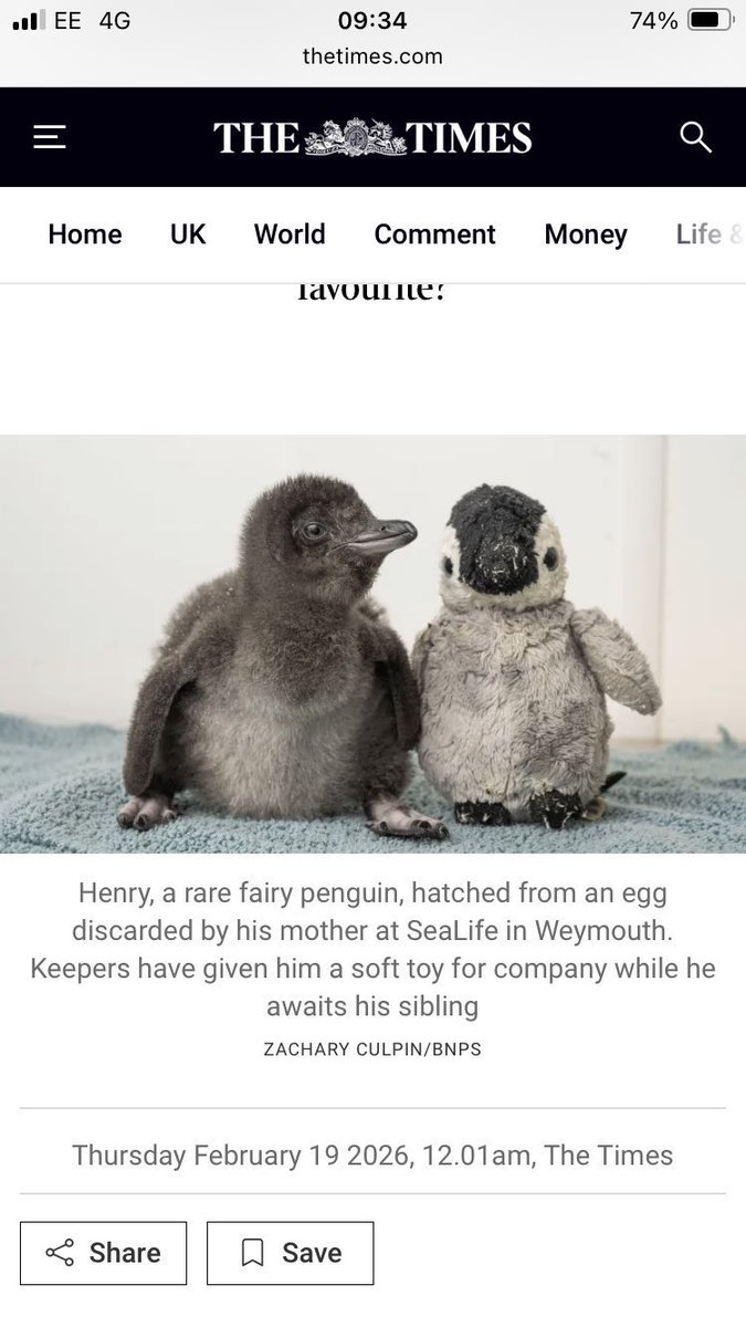 Tiniest_Penguin's tweet image. "Good morning Asia!

Waking up to waves of exciting vibes for our beloved $HENRY – the real tiniest fairy penguin chick who's stealing hearts worldwide!  

This fluffy little legend (no bigger than a Snowball ) hatched on Jan 30, 2026, at SEA LIFE Weymouth, UK – Europe's only