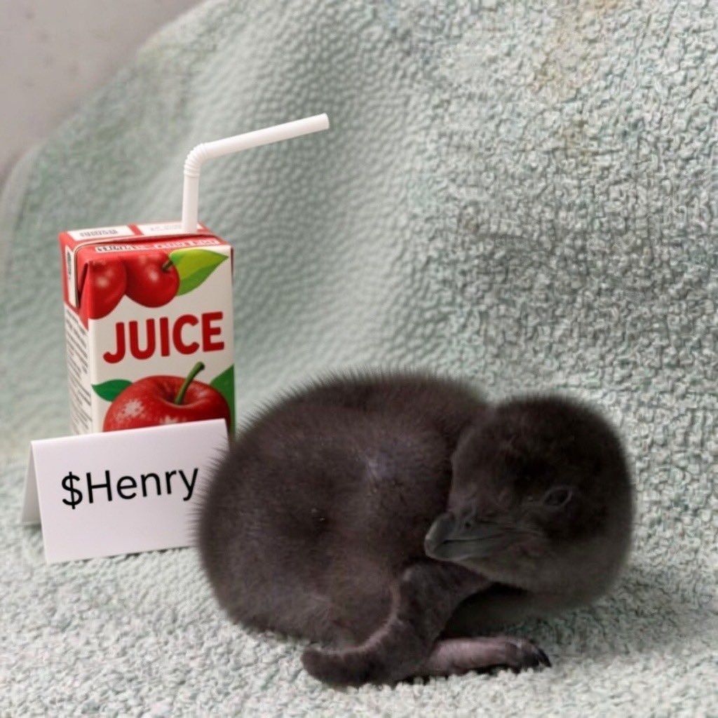 Tiniest_Penguin's tweet image. "Good morning Asia!

Waking up to waves of exciting vibes for our beloved $HENRY – the real tiniest fairy penguin chick who's stealing hearts worldwide!  

This fluffy little legend (no bigger than a Snowball ) hatched on Jan 30, 2026, at SEA LIFE Weymouth, UK – Europe's only