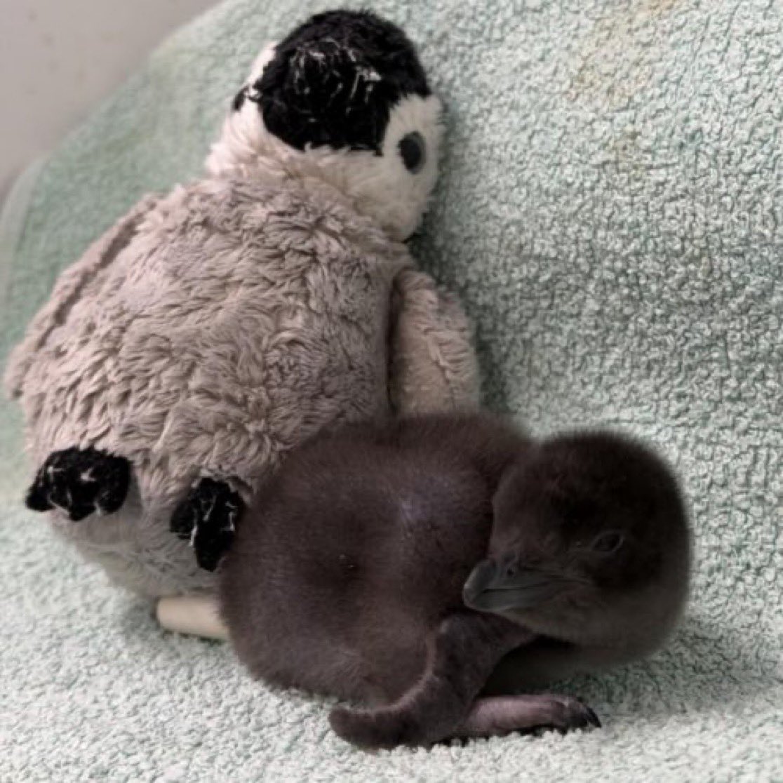 Tiniest_Penguin's tweet image. "Good morning Asia!

Waking up to waves of exciting vibes for our beloved $HENRY – the real tiniest fairy penguin chick who's stealing hearts worldwide!  

This fluffy little legend (no bigger than a Snowball ) hatched on Jan 30, 2026, at SEA LIFE Weymouth, UK – Europe's only