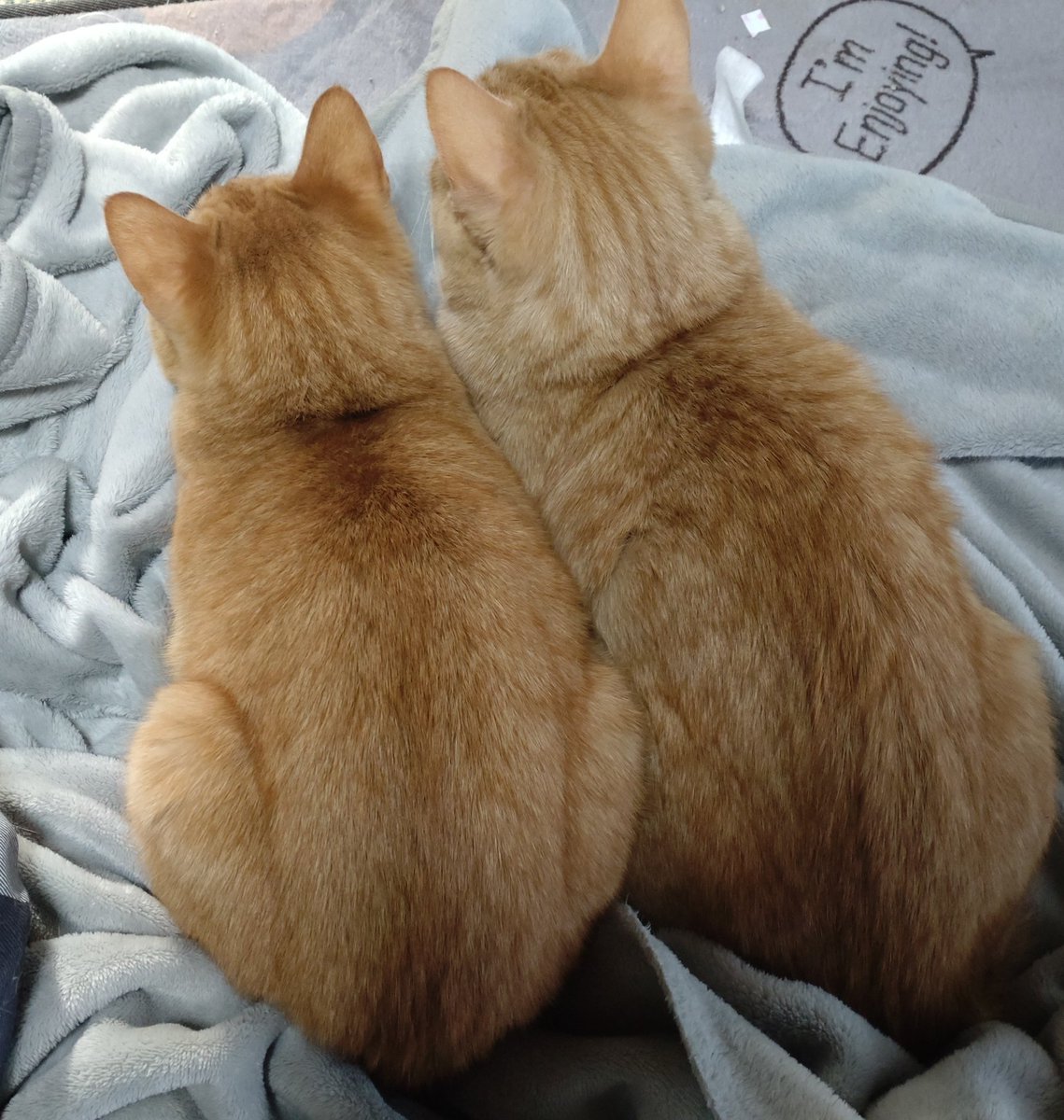 ネコ大好き (@akabablove) / Posts / X