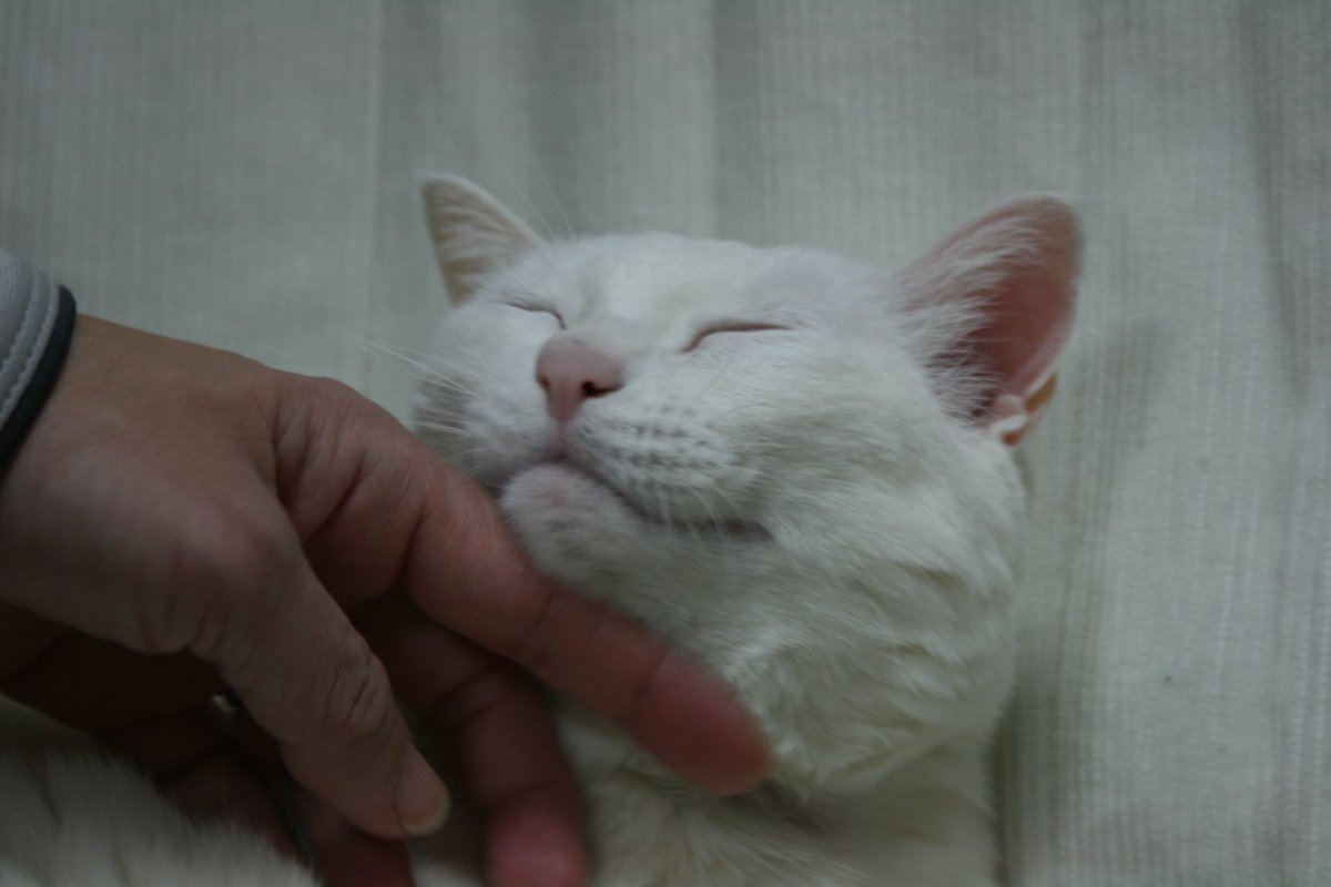 きもちー😁 #すえぞぅさん（当時11歳9ヶ月） #白猫 # 15年前の今日 #猫