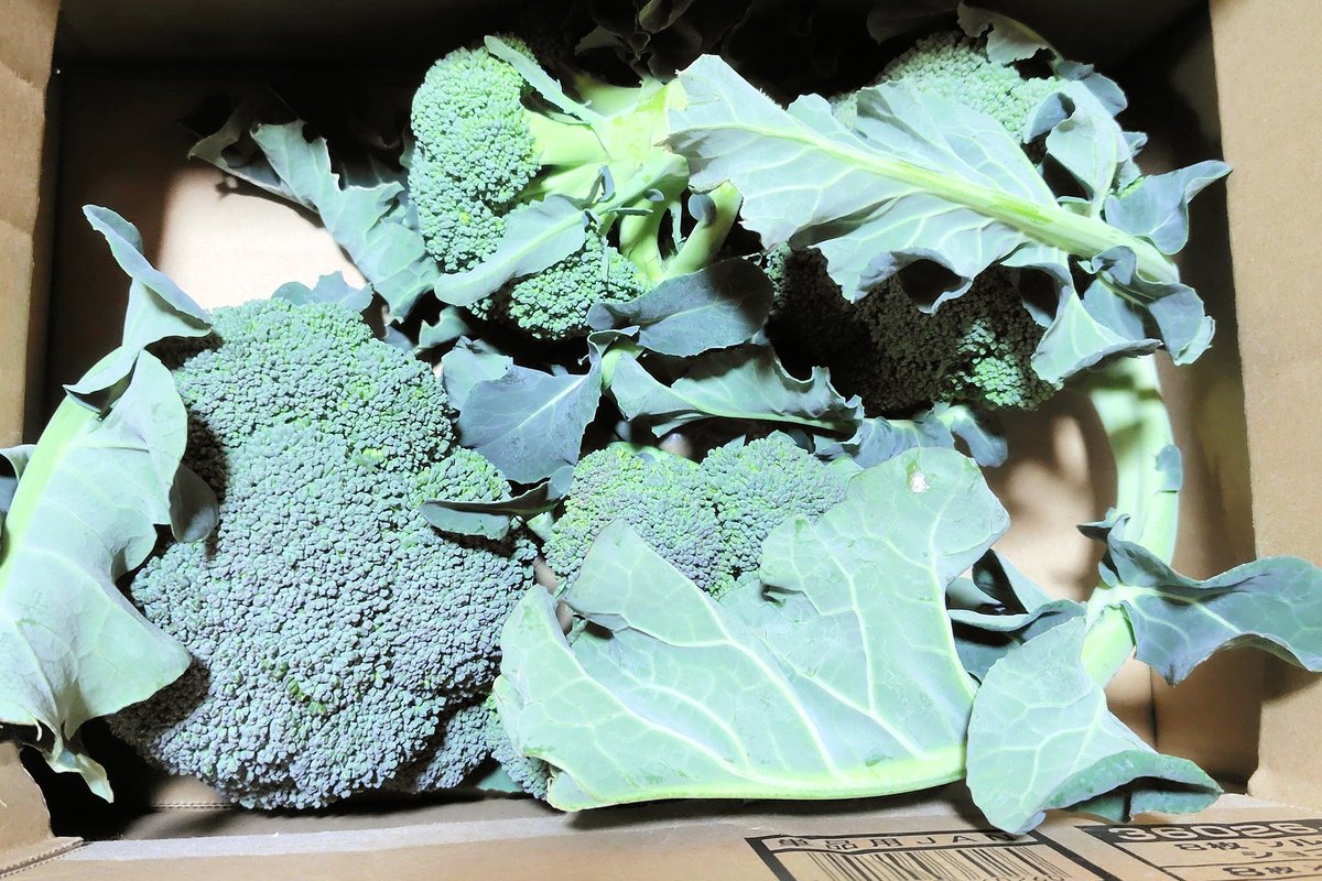 昨日おかんが畑で採れたブロッコリー🥦持ってけと持たされたので、本日のお弁当？は🥦とササミのサラダとおにぎり🍙です。