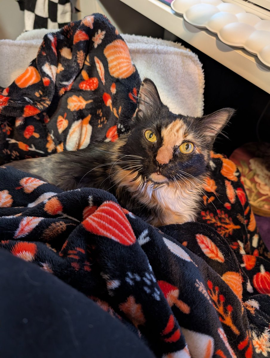 Kasey🌻👻 tweet media