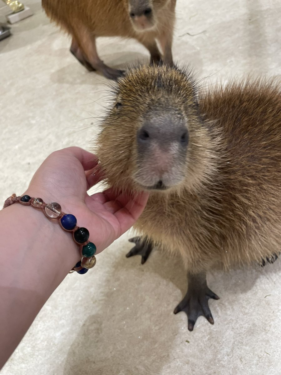 カピバラかぴばら (@capybara5179) / Posts / X