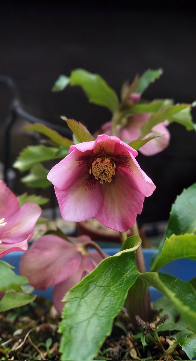 クリスマスローズ