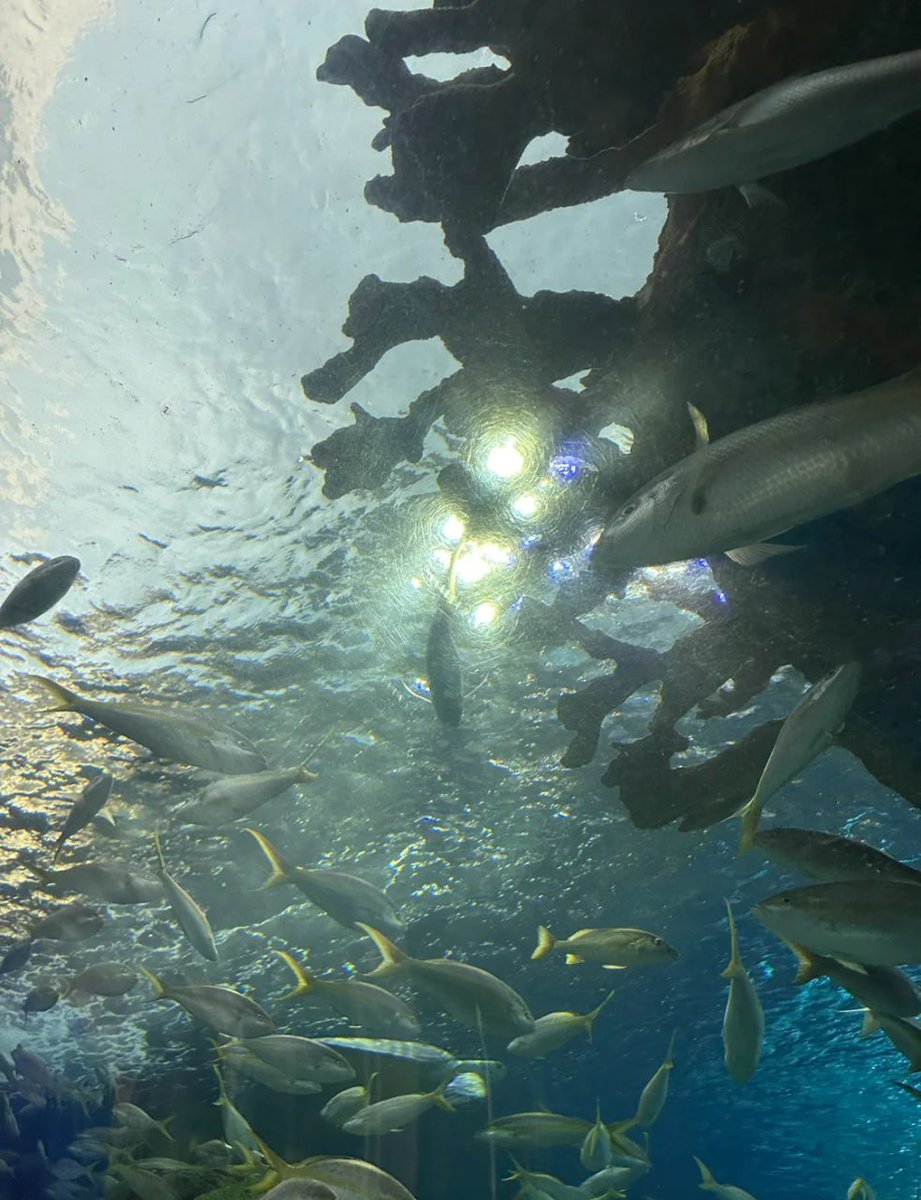 _Mackenzie_a's tweet photo. A glimpse into the vibrant life beneath the surface! https://t.co/1QQa7RKGMb
