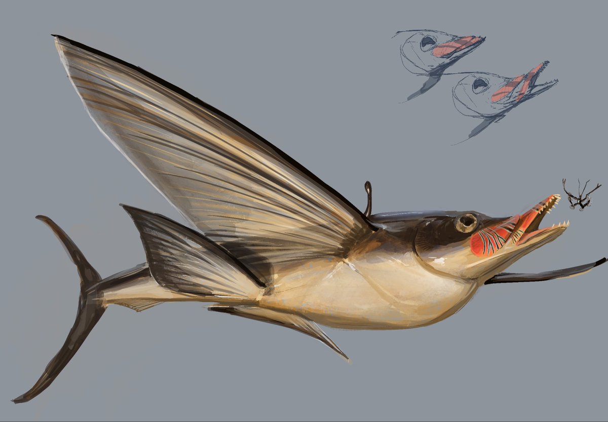 The pelagic flish, a bizarre keeled descendant of flying fish, that in this take, hunts marine insects and smaller fishes near the surface, dive bombing into schools of prey in a similar fashion to needlefish