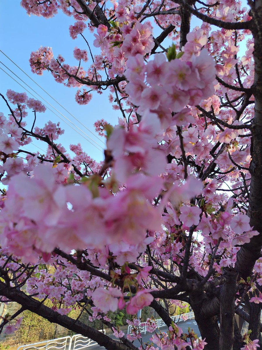 カンロ公式 (@kanro_pr) / Posts and Replies / X