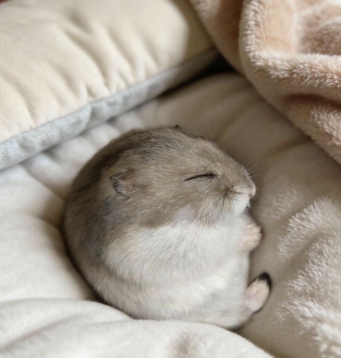 💖 (@twaniimals) on Twitter photo 