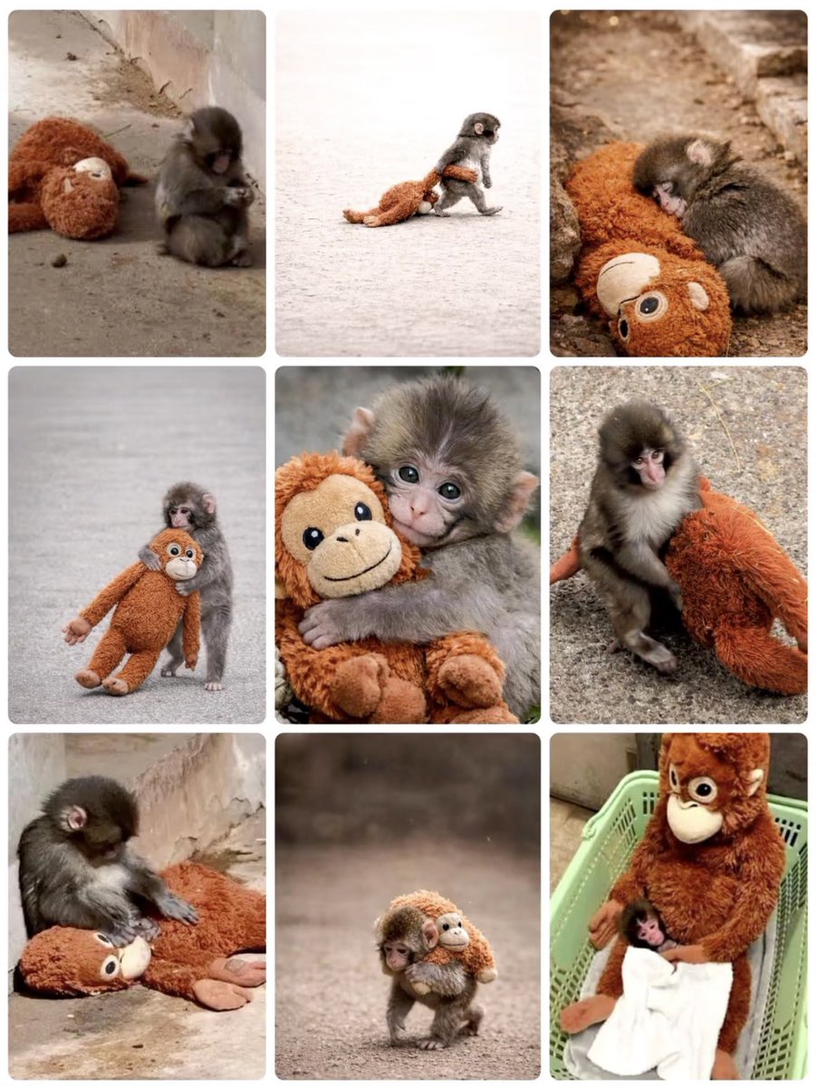 Vera 🍌💕🐒 tweet media