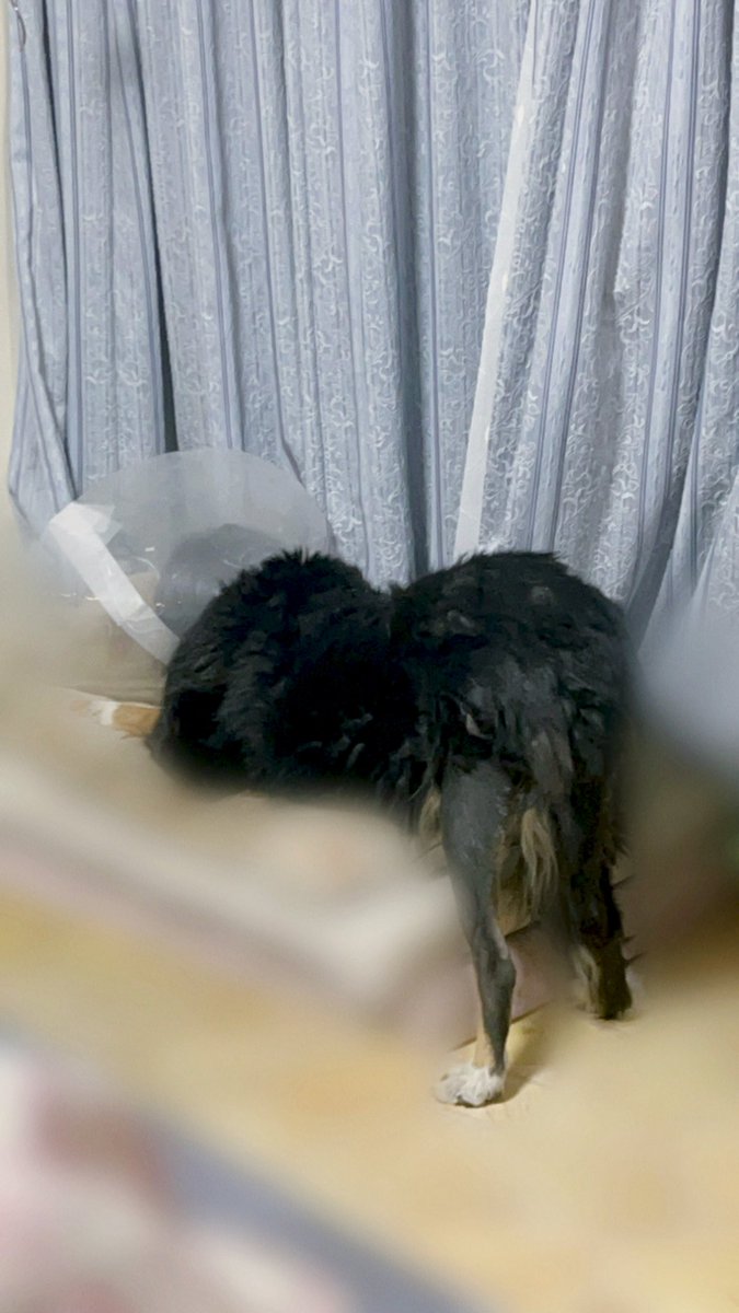 ヨーグルトの残りくださいな🐶ってきて、カラーつけてるから後で食べさせるねって話たけど、自分で食べます！！って持ってってこれ笑  お尻_(:D」🍑_
高低差を利用して（？）食べてる、賢い笑