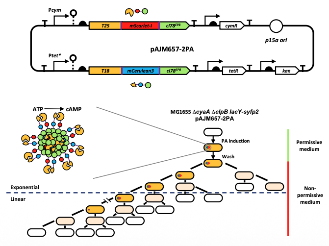 Niko McCarty. tweet media