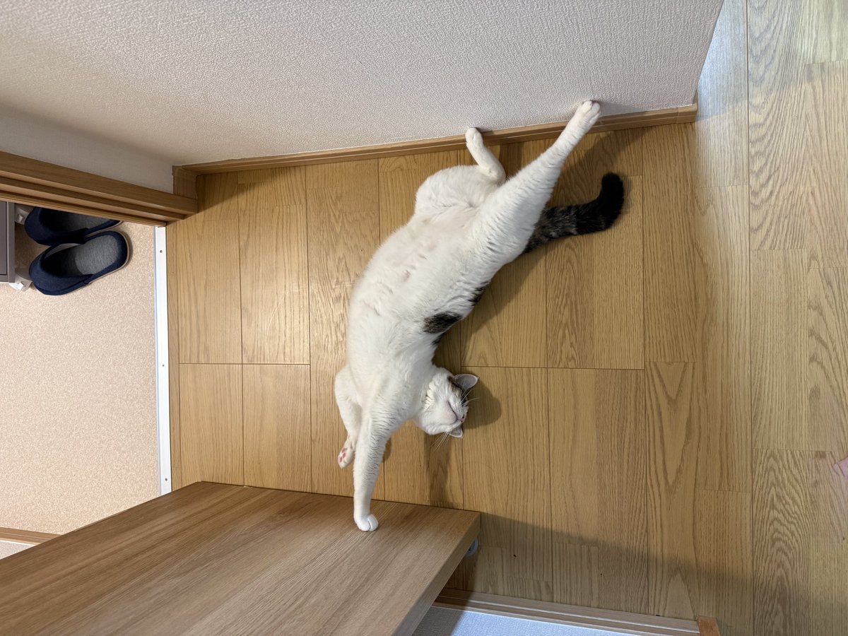 連休オワタ…
おはようございますにゃん