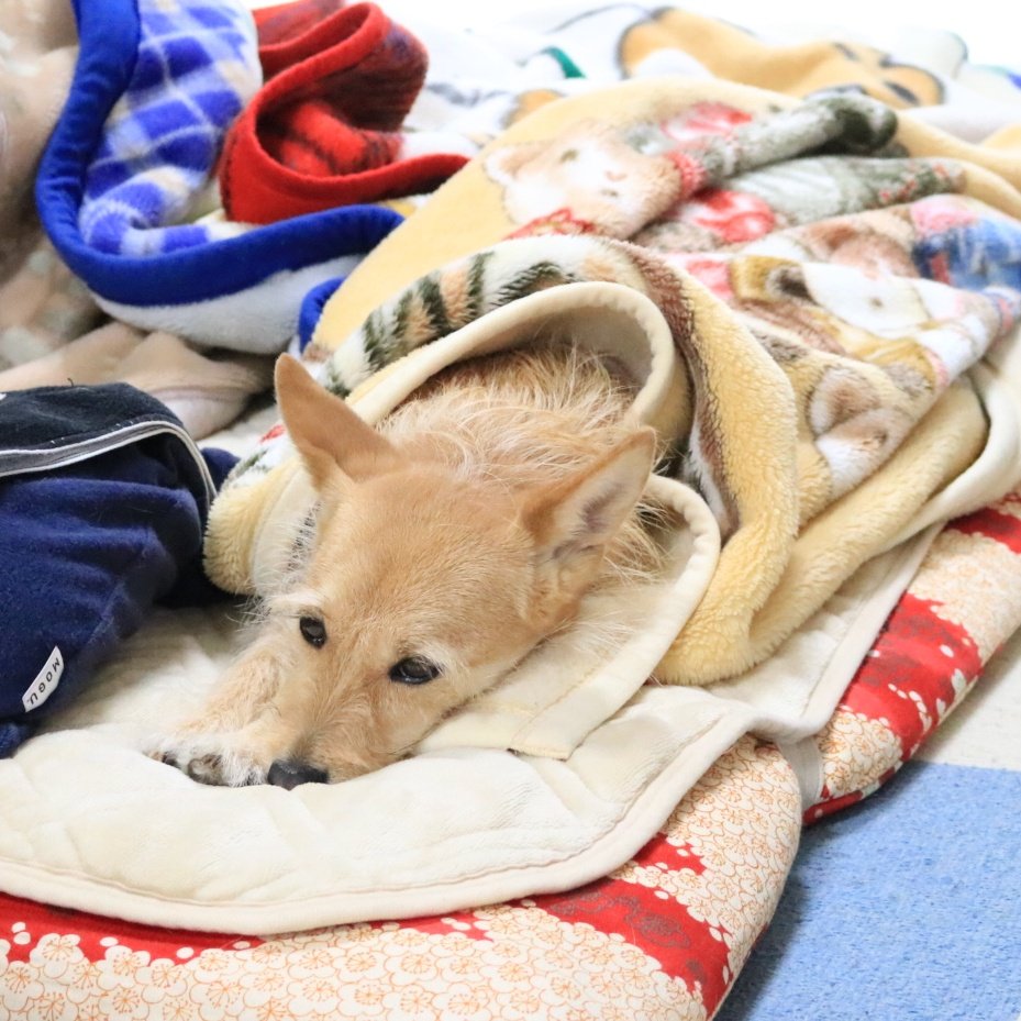 犬ちゃん (@dogchan1010) / Posts / X