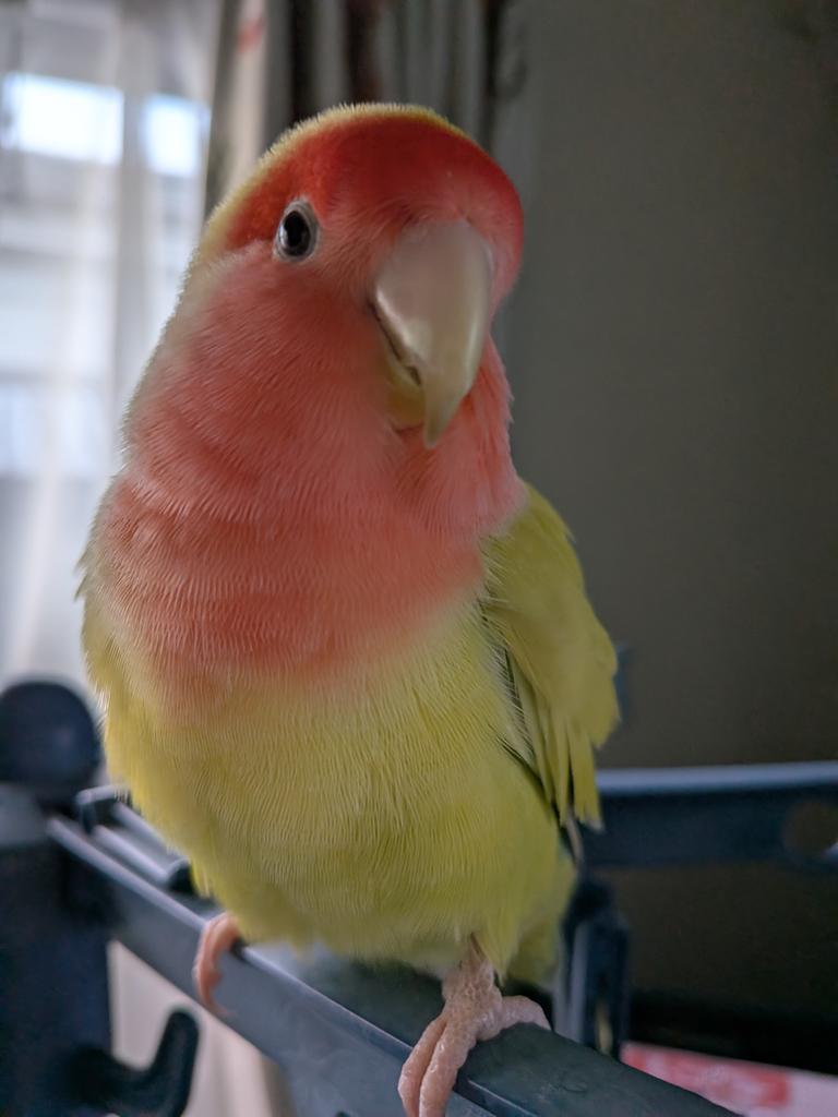 今日もかわいいメロン🍈ちゃん💖