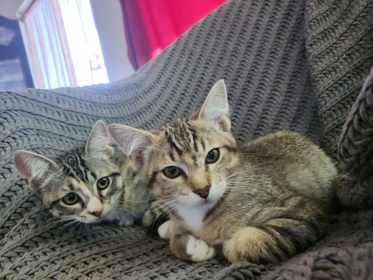 wackquack3 tweet media