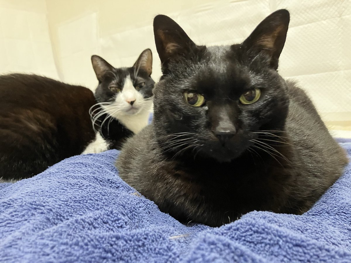 おはようございます

連休明け✨
今週もがんばろうニャ