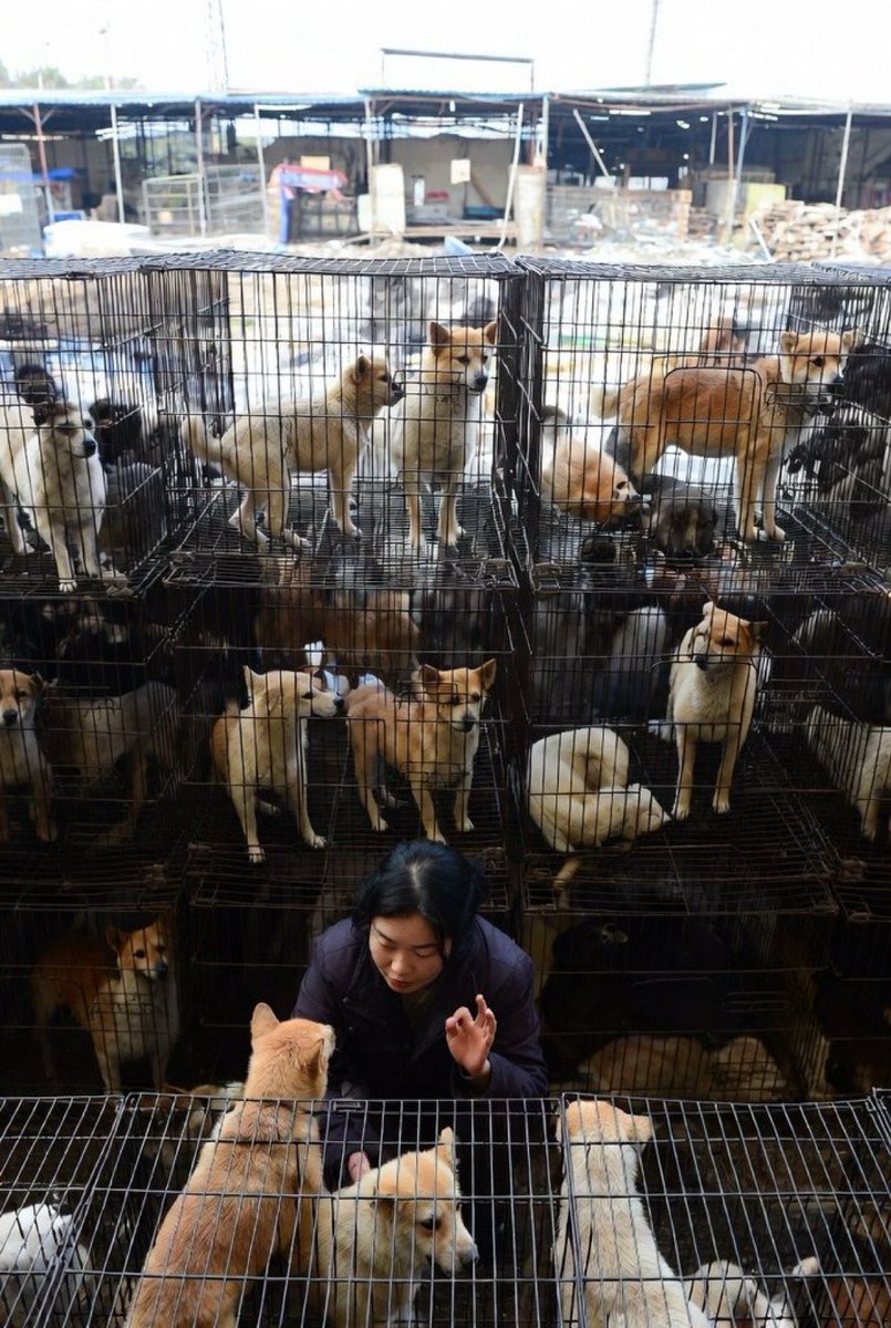 dimkovska88's tweet photo. I Think there is Hope!
Do you Agree ?
Heartbreaking cages. But hope: South Korea shut down its biggest dog meat market—saving ~80,000 dogs a year. Now 78% of farms are closed ahead of the 2027 full ban. Change is happening. 🐶❤️ #EndDogMeat #AnimalRights https://t.co/OHSaplBdVJ