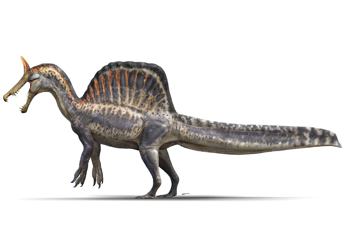 Joan_not_of_arc's tweet photo. HANNO SCOPERTO UN NUOVO SPINOSAURO
SPINOSAURUS MIRABILIS E HA UNA CRESTA BUFFA
https://t.co/wAqawduFUY https://t.co/wcPn25pUMU