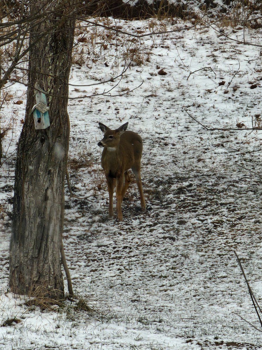 RubySunset tweet media