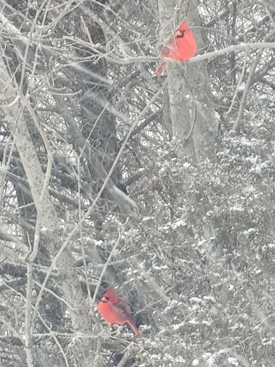 RubySunset tweet media