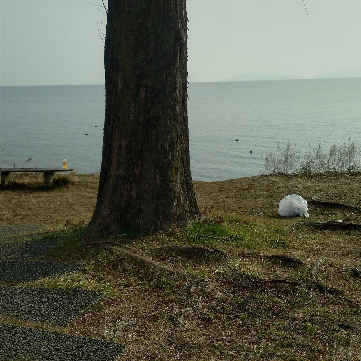 ChochokunC's tweet photo. 三連休あけの琵琶湖。
琵琶湖はゴミ捨場ちゃうねん。
誰かが勝手にやってくれるちゃうねん
どアホ。 https://t.co/ytIJuUe0LL