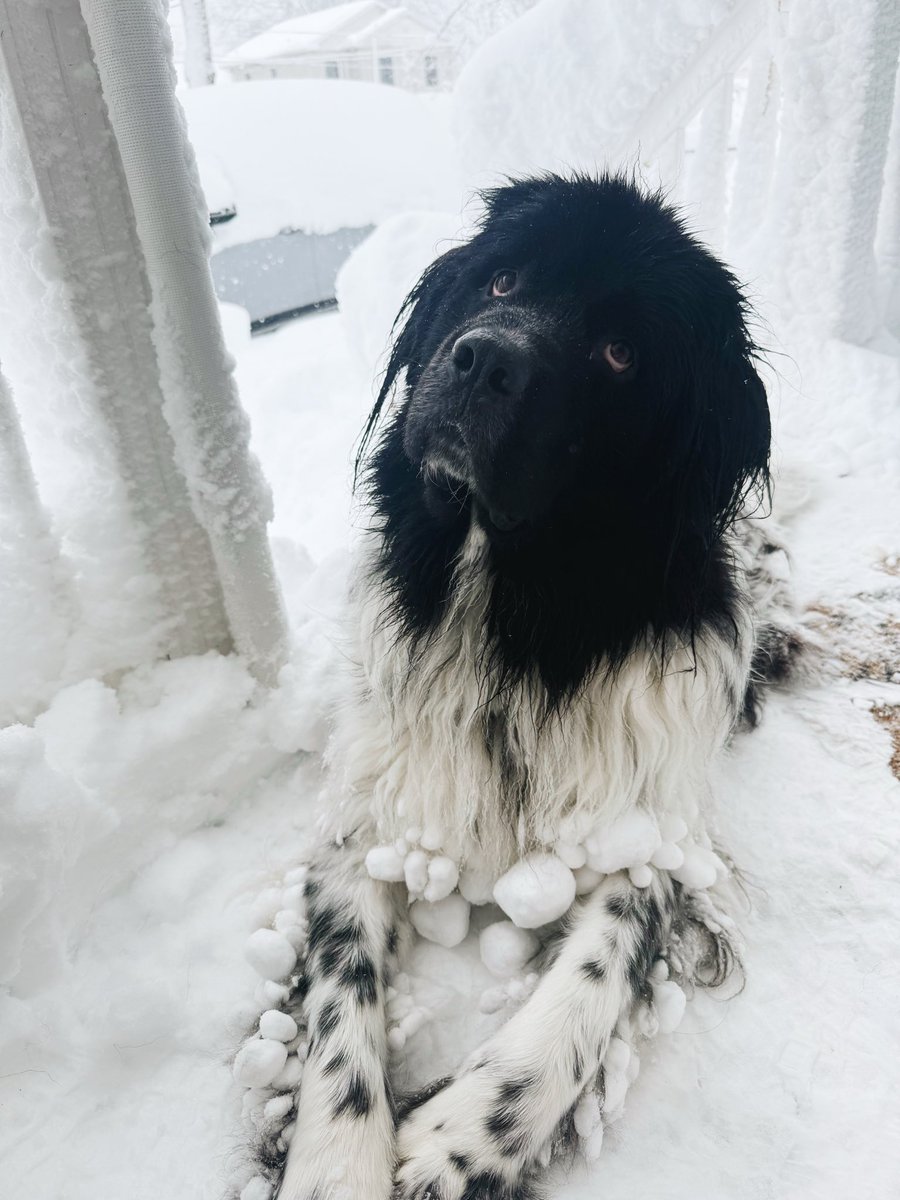 Carol Brown tweet media