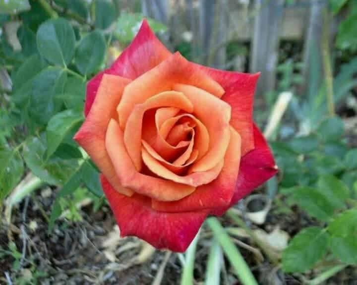 எத்தனை எண்ணங்கள்                                   எத்தனை வகையாய் ரகசியங்கள்                பெரியதோர் கிடங்குதான் மனம்....                #இனிய_காலை_வணக்கம்.....